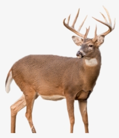 Whitetail Deer Png, Transparent Png, Free Download