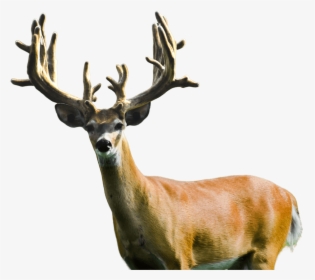 Scenic-photo - Elk, HD Png Download, Free Download