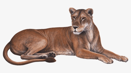 Lioness Download Transparent Png Image - Wall Decal, Png Download, Free Download