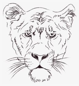 Animal Face Line Art, HD Png Download, Free Download