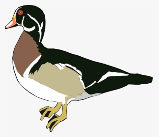 Outline Of A Wood Duck, HD Png Download, Free Download