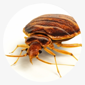 Little Round Flat Brown Bug , Png Download - Bed Bugs Control, Transparent Png, Free Download