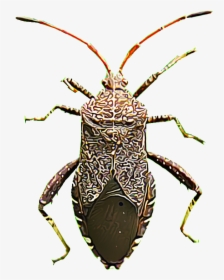 As Their Name Suggests, Squash Bugs Strike Summer And - Longhorn Beetle, HD Png Download, Free Download