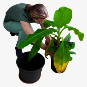 Replanting His Banana Trees Png Image - Planting A Tree Png, Transparent Png, Free Download