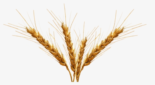 Download Barley Png Transparent Image For Designing - Barley Png, Png Download, Free Download