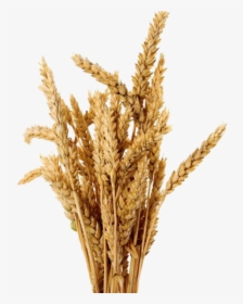 Thumb Image - Transparent Barley Png, Png Download, Free Download