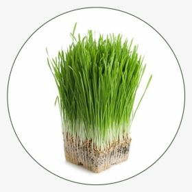 Aerogrow International Inc Grow Anything Seed Kit , - Barley Grass, HD Png Download, Free Download