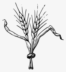 Clip Art Of Barley, HD Png Download, Free Download