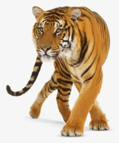Download Free Png Tiger Png, Download Png Image With - Transparent Background Tiger Png, Png Download, Free Download