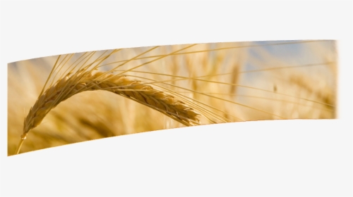 Durum, HD Png Download, Free Download