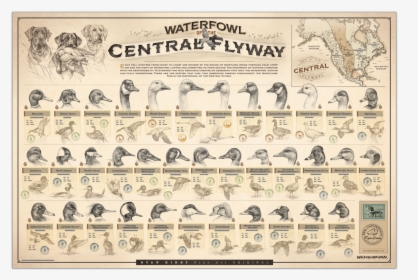 Ryan Kirby Waterfowl Central Flyway Poster Duck Identification, HD Png Download, Free Download