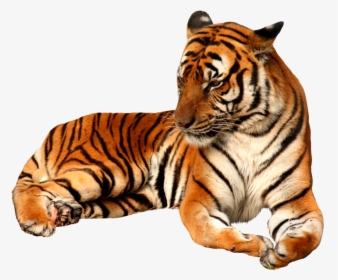 Tiger Png, Transparent Png, Free Download