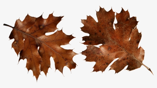 Brown Autumn Leaf Png, Transparent Png, Free Download