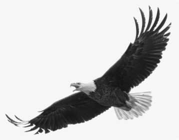 Bald Eagle White Background, HD Png Download, Free Download