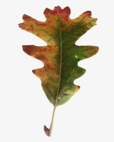 #oak #leaf - White Oak Leaf, HD Png Download, Free Download