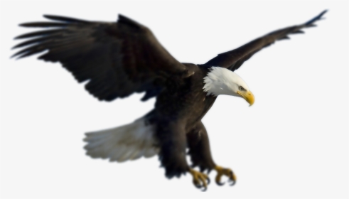 Eagle Flying Png, Transparent Png, Free Download
