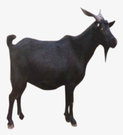 Goat Sheep Download - Black Goat Png Hd, Transparent Png, Free Download