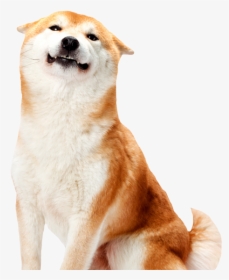 Dayshift At Freddy’s - Shiba White Background, HD Png Download, Free Download