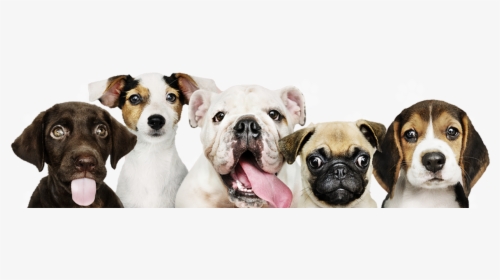 Pet2net Logo - Genetic Variation In Dogs, HD Png Download, Free Download