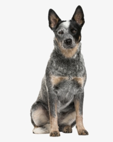 Australian Cattle Dog Funny, HD Png Download, Free Download
