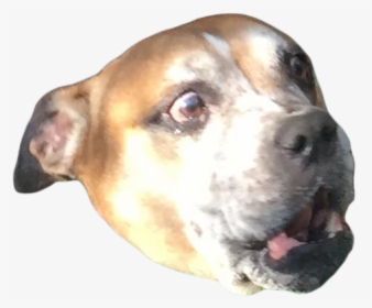 Png Of Scared Dog, Transparent Png, Free Download
