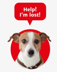 Pet2net Help, I"m Lost Dog - 狗 狗, HD Png Download, Free Download