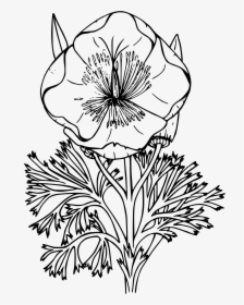 Banner Transparent Download California State Flower - Poppy Line Art Png, Png Download, Free Download