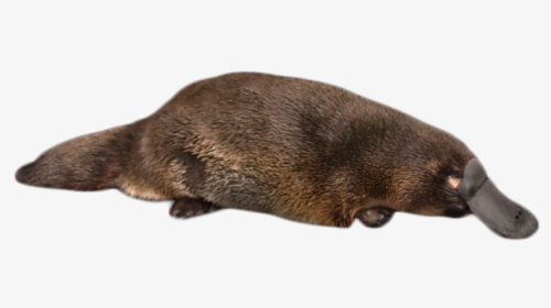Platypus On The Ground Png Image - Real Life Perry The Platypus, Transparent Png, Free Download