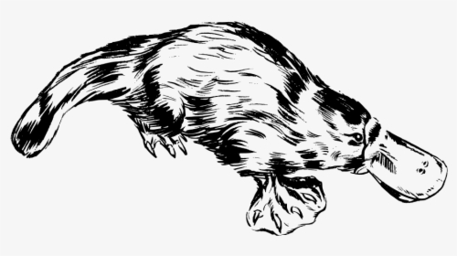 Platypus Svg Clip Arts - Platypus Clipart Black And White, HD Png Download, Free Download