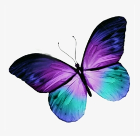 Bộ sưu tập hình ảnh bướm hoa tím trong suốt với định dạng PNG được cung cấp sẽ mang đến cho bạn những khung cảnh đẹp như mơ. Sử dụng các hình ảnh này trong các dự án của bạn sẽ giúp cho chúng trở nên sống động và đa dạng hơn bao giờ hết.
