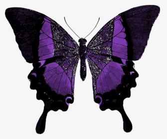 Fancy Butterfly, HD Png Download, Free Download