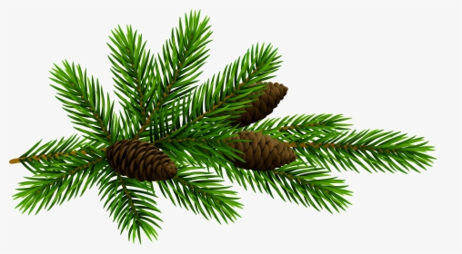 Pine Cone Png Download , Png Download - Transparent Background Christmas Pine Png, Png Download, Free Download