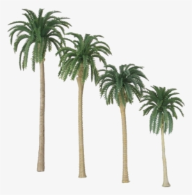Attalea Speciosa, HD Png Download, Free Download