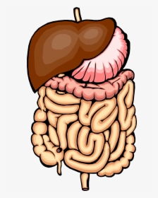 Stomach Clipart Human Intestine - Digestive System Vector Png, Transparent Png, Free Download