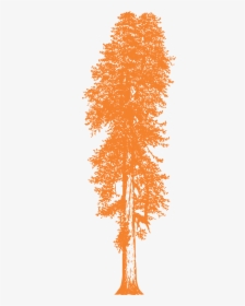Redwood Tree Drawing, HD Png Download, Free Download