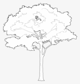 White Tree Png Vector, Transparent Png, Free Download