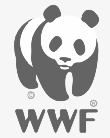 World Wildlife Fund, Inc - Wwf Logo White Transparent, HD Png Download, Free Download