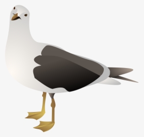 Clipart Seagull - Clip Art Seagull, HD Png Download, Free Download