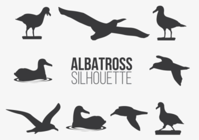 Albatross Vector Art, HD Png Download, Free Download