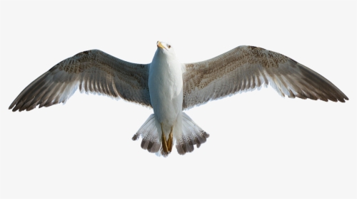 Seagull Bird Animal Free Photo - Transparent Seagull, HD Png Download, Free Download