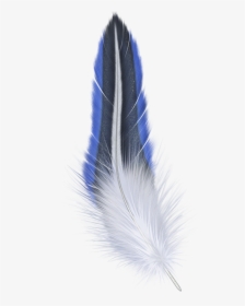Png Feather, Transparent Png, Free Download