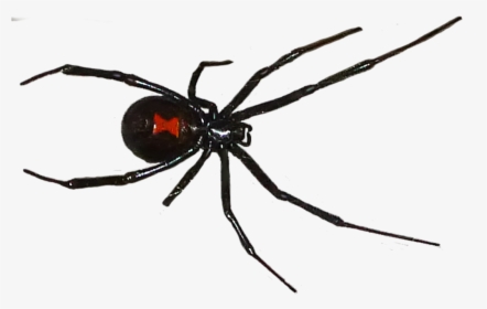 Black Widow Spider Png, Transparent Png, Free Download