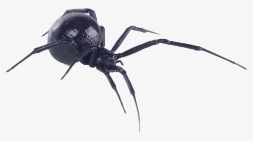 Black Widow Spider Gis, HD Png Download, Free Download