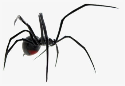 Spider Png Transparent Images - Black Widow Spider Transparent Background, Png Download, Free Download