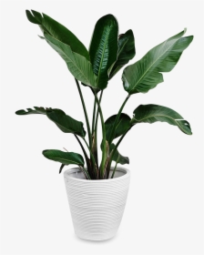Indoors Tropical Plant Png , Png Download - Tropical Plant Png, Transparent Png, Free Download
