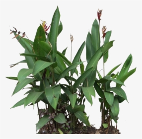 Heliconia Rostrata Heliconia Png, Transparent Png, Free Download