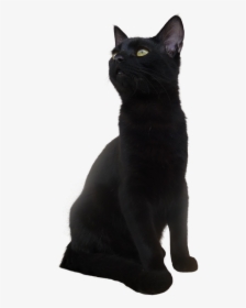 Bombay Cat Korat European Shorthair Black Cat - Short Hair Black Cat, HD Png Download, Free Download