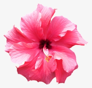 Png And Tropical Image - Fiore Di Ciliegio Png, Transparent Png, Free Download