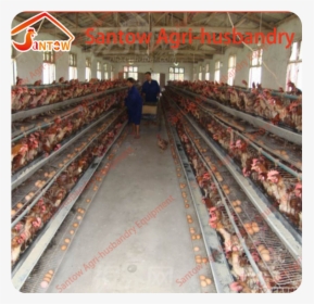 Galvanized Steel Made Battery Cages Laying Hens Cheap - Leisure, HD Png Download, Free Download