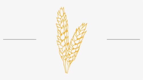 Wheat Gold Lines - Illustration, HD Png Download, Free Download